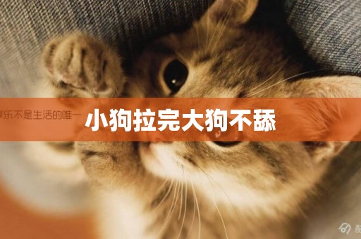 小狗拉完大狗不舔
