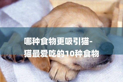 哪種食物更吸引貓-
貓最愛吃的10種食物