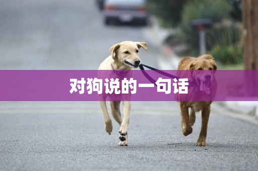 對狗說的一句話