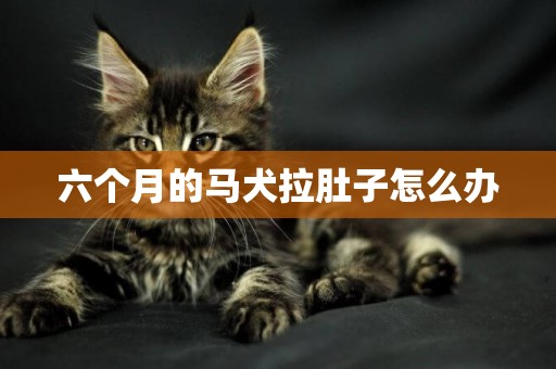 六個月的馬犬拉肚子怎么辦