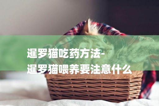 暹羅貓吃藥方法-
暹羅貓喂養要注意什么