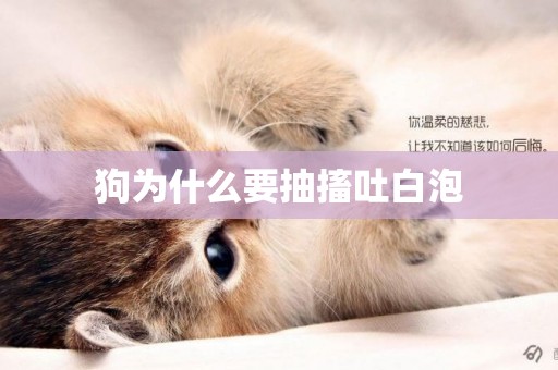 狗為什么要抽搐吐白泡