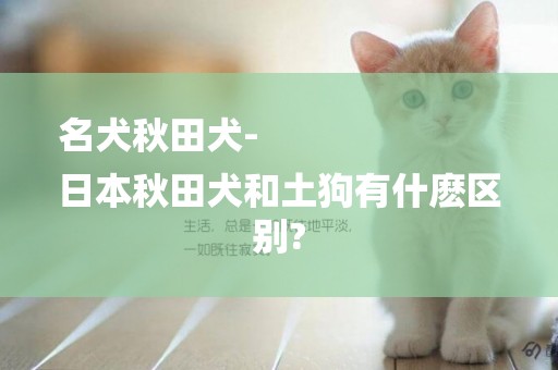 名犬秋田犬-
日本秋田犬和土狗有什麼區別?