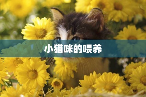 小貓咪的喂養