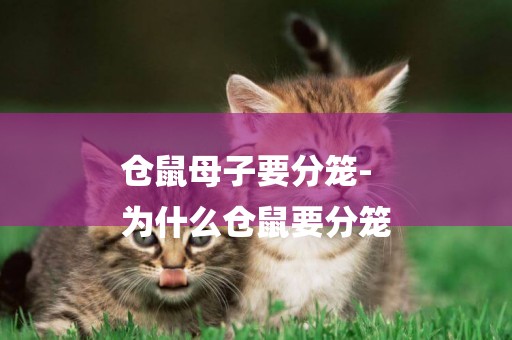 倉鼠母子要分籠-
為什么倉鼠要分籠