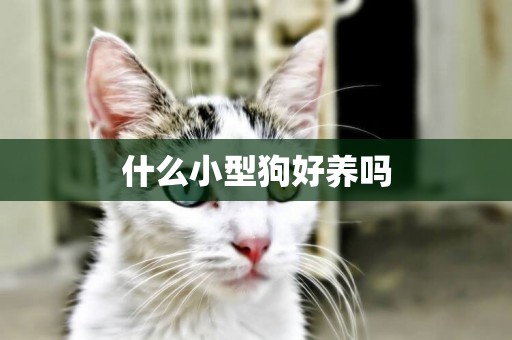 什么小型狗好養嗎