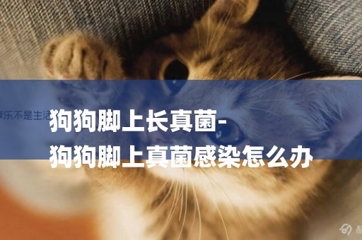 狗狗腳上長真菌-
狗狗腳上真菌感染怎么辦