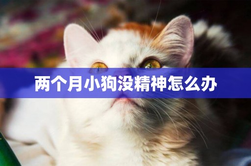 兩個月小狗沒精神怎么辦