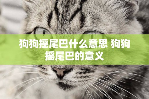 狗狗搖尾巴什么意思 狗狗搖尾巴的意義
