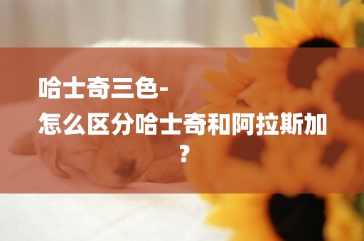 哈士奇三色-
怎么區分哈士奇和阿拉斯加？