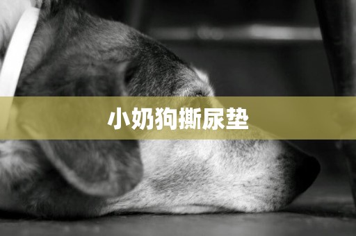 小奶狗撕尿墊