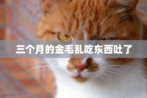 三個月的金毛亂吃東西吐了