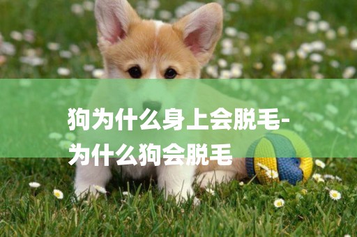狗為什么身上會脫毛-
為什么狗會脫毛