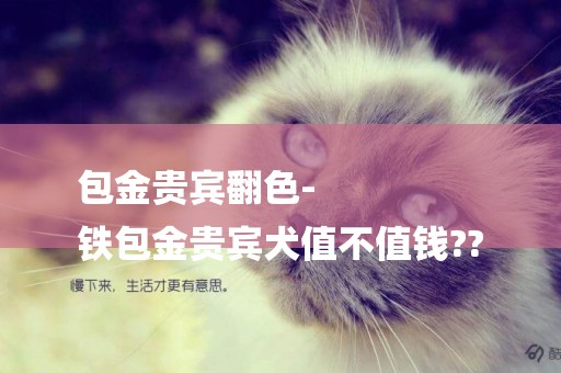 包金貴賓翻色-
鐵包金貴賓犬值不值錢??