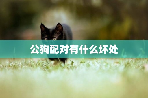 公狗配對有什么壞處