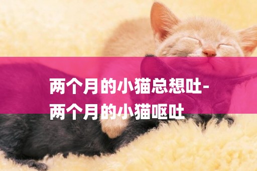 兩個月的小貓總想吐-
兩個月的小貓嘔吐