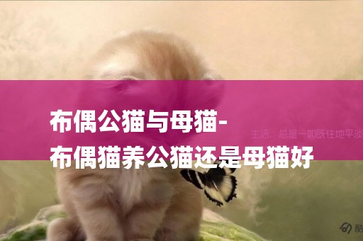 布偶公貓與母貓-
布偶貓養公貓還是母貓好