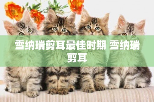 雪納瑞剪耳最佳時期 雪納瑞剪耳
