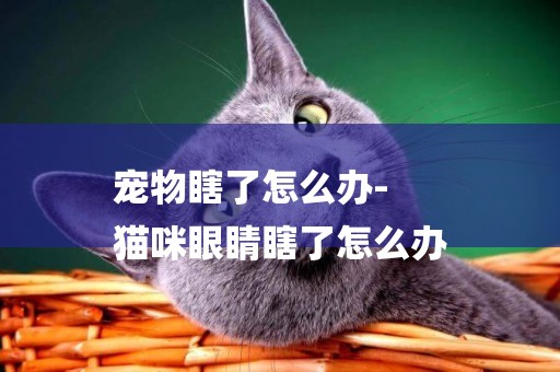 寵物瞎了怎么辦-
貓咪眼睛瞎了怎么辦