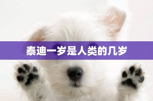 泰迪一歲是人類的幾歲