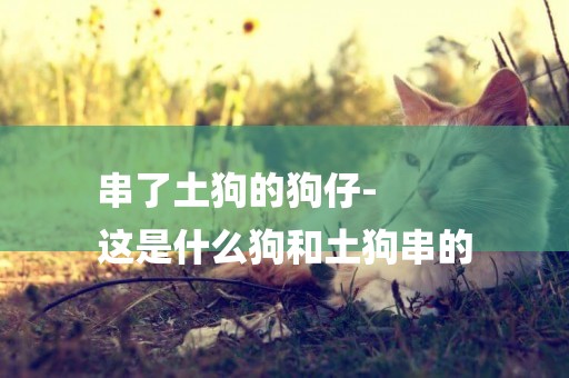 串了土狗的狗仔-
這是什么狗和土狗串的