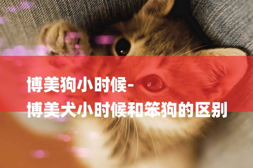 博美狗小時候-
博美犬小時候和笨狗的區別