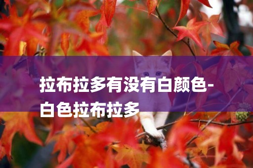拉布拉多有沒有白顏色-
白色拉布拉多