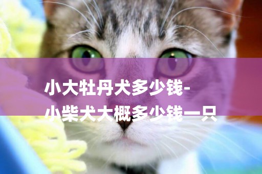 小大牡丹犬多少錢-
小柴犬大概多少錢一只