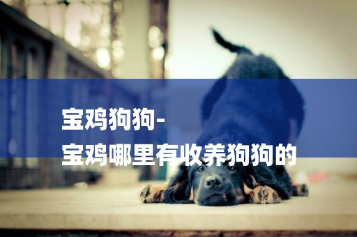寶雞狗狗-
寶雞哪里有收養狗狗的