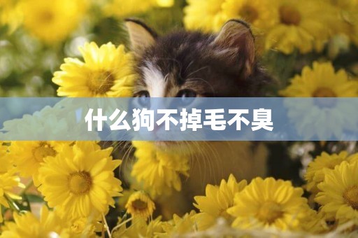 什么狗不掉毛不臭