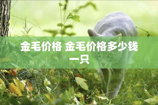 金毛價格 金毛價格多少錢一只