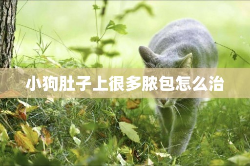小狗肚子上很多膿包怎么治
