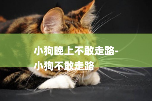 小狗晚上不敢走路-
小狗不敢走路