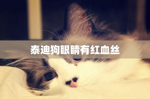 泰迪狗眼睛有紅血絲