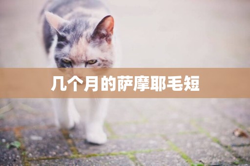 幾個月的薩摩耶毛短