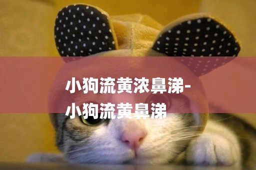 小狗流黃濃鼻涕-
小狗流黃鼻涕