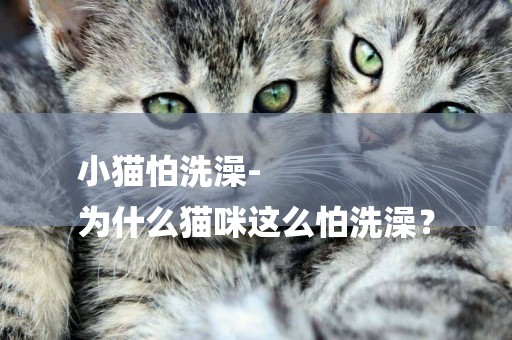 小貓怕洗澡-
為什么貓咪這么怕洗澡？