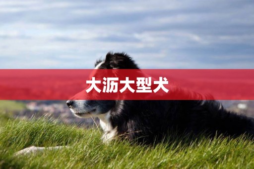 大瀝大型犬