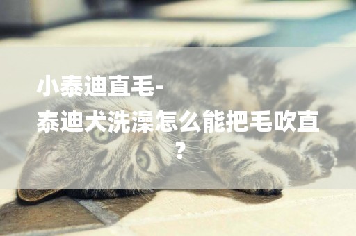 小泰迪直毛-
泰迪犬洗澡怎么能把毛吹直？