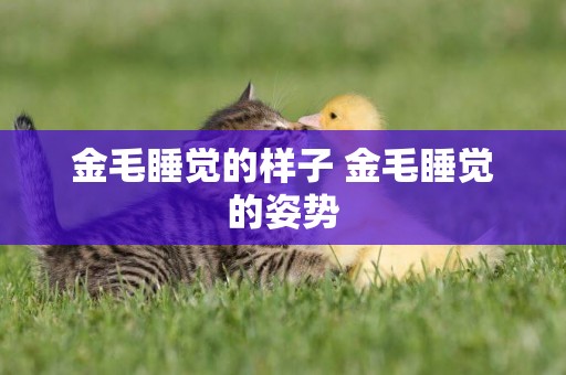 金毛睡覺的樣子 金毛睡覺的姿勢