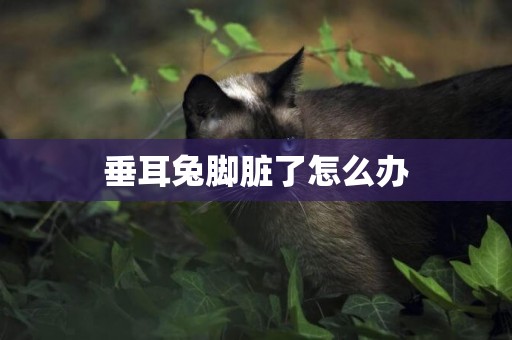 垂耳兔腳臟了怎么辦