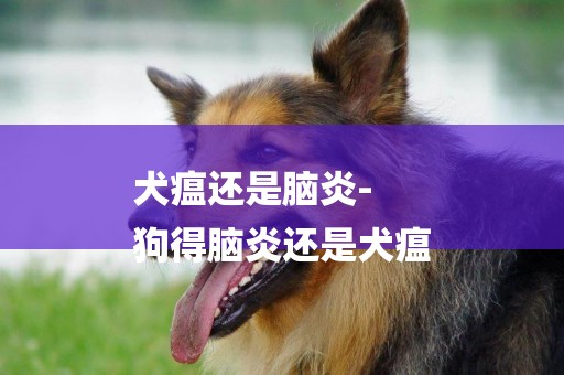 犬瘟還是腦炎-
狗得腦炎還是犬瘟