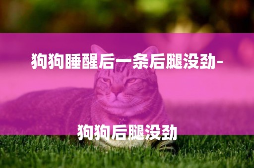 狗狗睡醒后一條后腿沒勁-
狗狗后腿沒勁