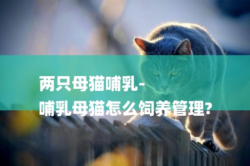 兩只母貓哺乳-
哺乳母貓怎么飼養管理?
