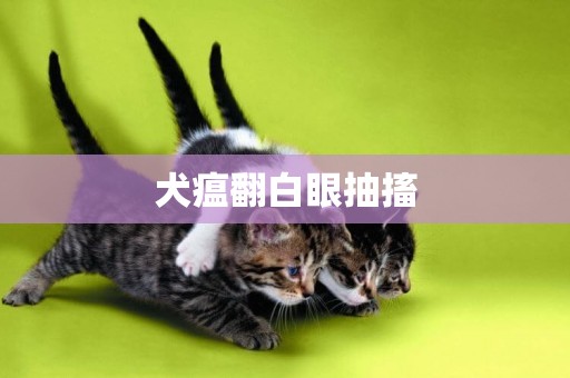 犬瘟翻白眼抽搐