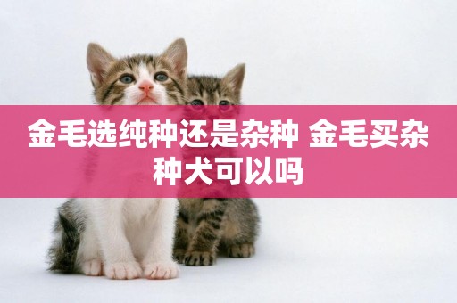 金毛選純種還是雜種 金毛買雜種犬可以嗎
