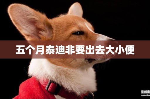 五個月泰迪非要出去大小便