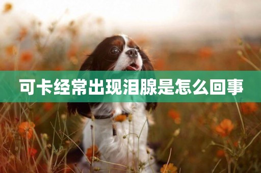 可卡經常出現淚腺是怎么回事
