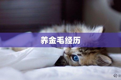 養金毛經歷