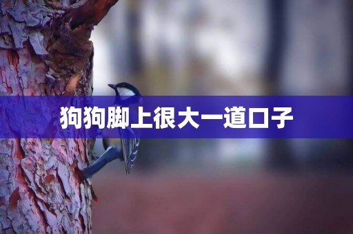 狗狗腳上很大一道口子